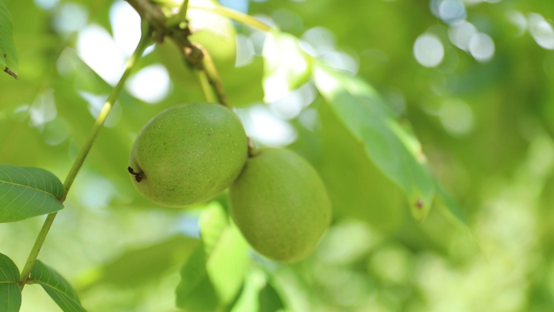 致富经核桃种植_核桃种植收益怎么样_致富核桃种植方法