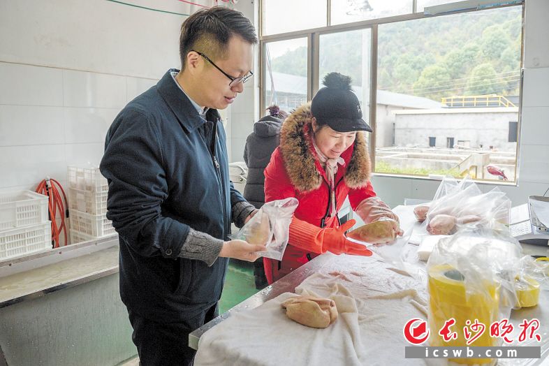 　　麻山村湘鹏鹅业扶贫车间，张韬（左）正在了解鹅肝生产情况。大雁鹅填饲产出鹅肝，市场价每公斤高达300元，是法式大餐中的高档食材。长沙晚报全媒体记者 陈飞 摄