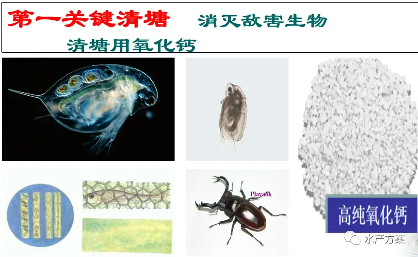 鲮鱼水花最新养殖技术_如何养水花鱼_水花鱼的养殖技术