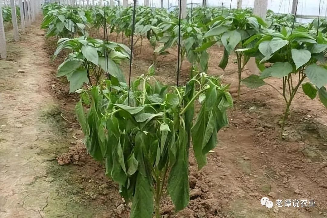 种植辣椒，给它多浇三种水，辣椒长势壮没病虫害产量翻倍