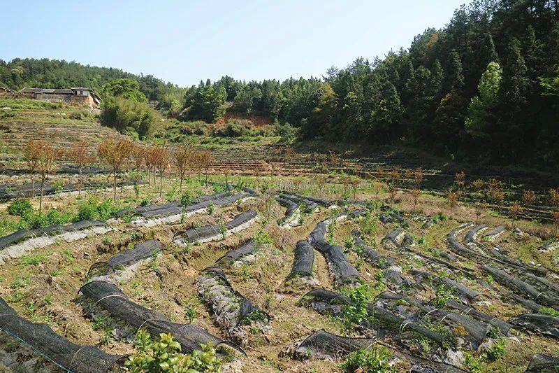 种植致富模式_种植致富新项目_致富种植模式图片