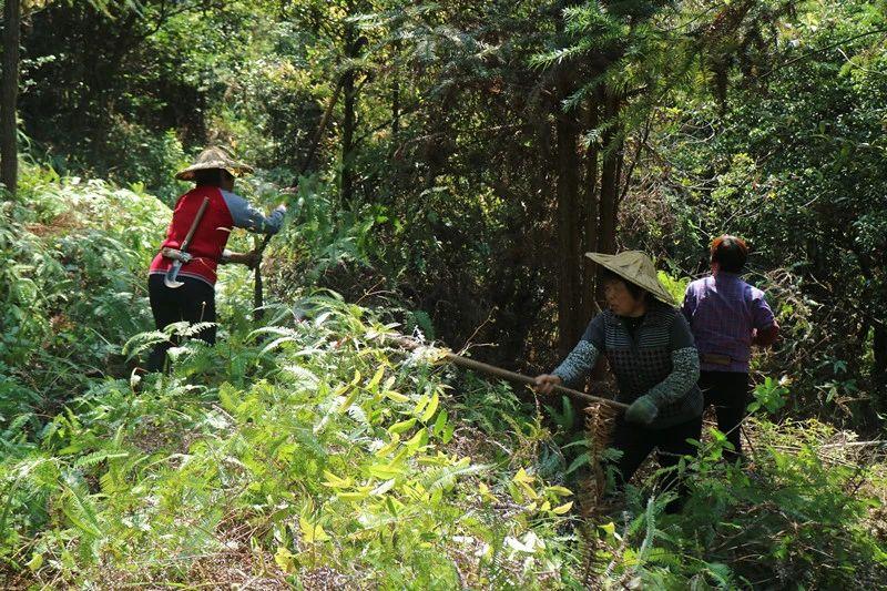 致富种植模式图片_种植致富模式_种植致富新项目