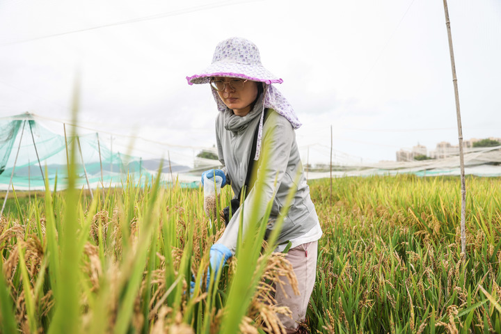 杨桃种植致富_致富种植杨桃视频_种杨桃赚钱吗