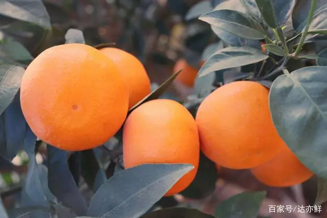 杨桃种植致富_致富种植杨桃视频_种杨桃赚钱吗