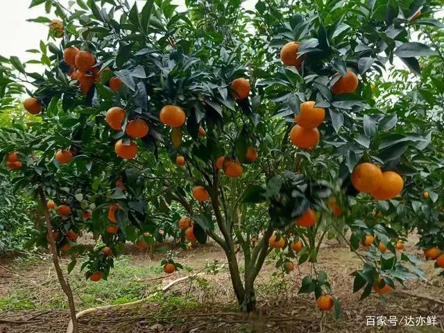 杨桃种植致富_致富种植杨桃视频_种杨桃赚钱吗