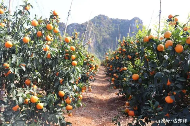 种杨桃赚钱吗_杨桃种植致富_致富种植杨桃视频