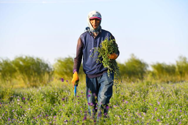 锁阳栽培技术_种植锁阳致富_锁阳种苗