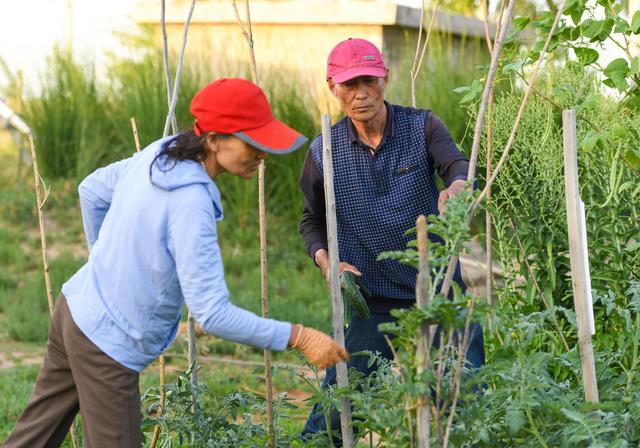 种植锁阳致富_锁阳栽培技术_锁阳种苗