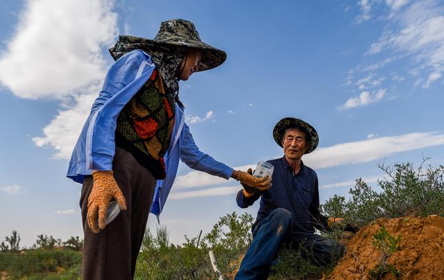 锁阳栽培技术_锁阳种苗_种植锁阳致富