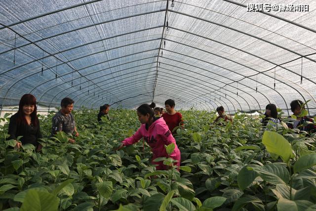 致富种植什么比较赚大钱_致富种植模式图片_种植致富模式