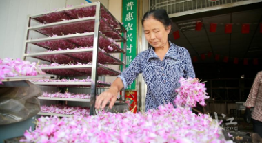 盆栽种植佛手技术要点_盆栽种植技术佛手_盆栽种植佛手技术视频