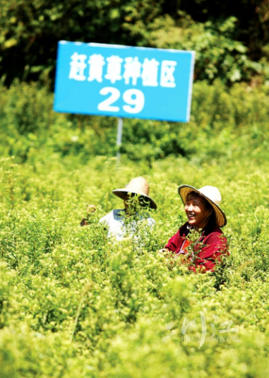 盆栽种植佛手技术视频_盆栽种植技术佛手_盆栽种植佛手技术要点