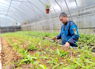 盆栽种植技术佛手_盆栽种植佛手技术视频_盆栽种植佛手技术要点