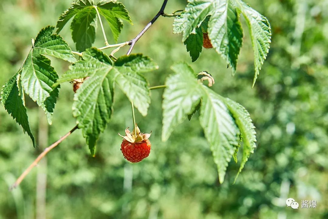 如何种植覆盆子_覆盆子 种植技术_种植覆盆子技术视频教程