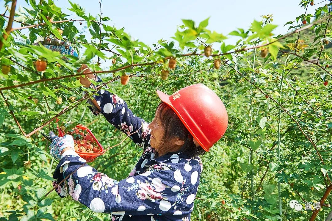 如何种植覆盆子_覆盆子 种植技术_种植覆盆子技术视频教程