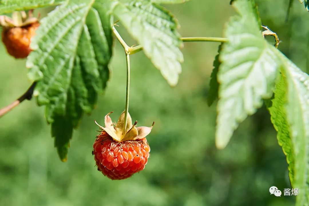 覆盆子 种植技术_种植覆盆子技术视频教程_如何种植覆盆子