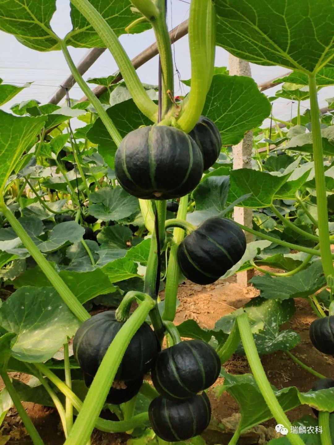 栽培南瓜种植技术与管理_南瓜的栽培_南瓜种植栽培技术