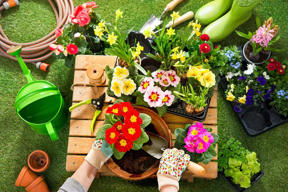 这辈子一定要种面花墙，这19种植物再合适不过了