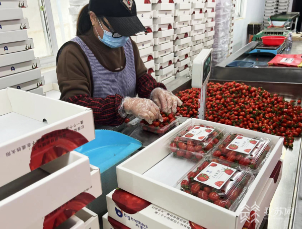 黄瓜大棚冬季种植_冬黄瓜温棚种植技术_冬棚黄瓜种植管理技术