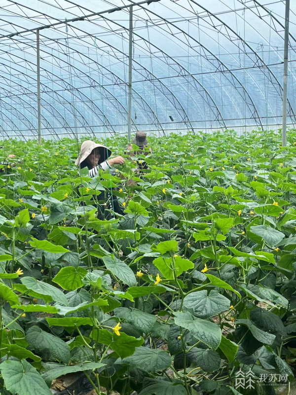 冬黄瓜温棚种植技术_冬棚黄瓜种植管理技术_黄瓜大棚冬季种植