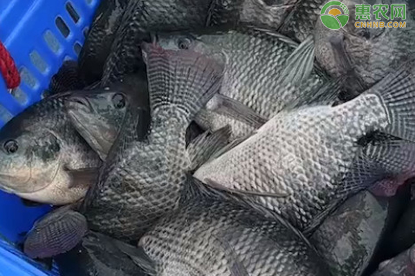 海带喂猪可以吗_致富经海带喂猪_海带粉喂猪