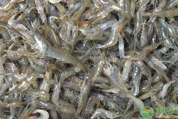 海带粉喂猪_致富经海带喂猪_海带喂猪可以吗