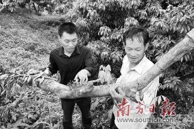 农民致富种植项目_农村致富 种植_农民种植致富