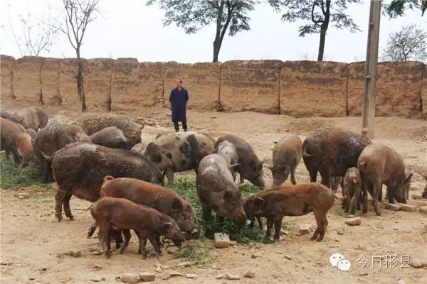 养猪致富经_致富经养猪猪肉深_致富猪肉养猪视频