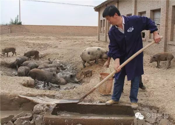 养猪致富经_致富猪肉养猪视频_致富经养猪猪肉深