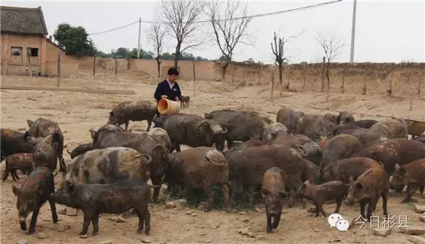 致富经养猪猪肉深_养猪致富经_致富猪肉养猪视频