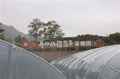 覆盆子种植是骗局吗_覆盆子 种植技术_种植覆盆子经济效益前景怎么样