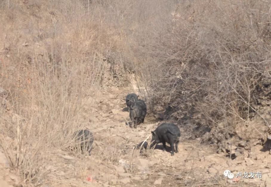 跑山猪养殖视频播放_养殖跑山猪致富_跑山猪养殖成本与利润