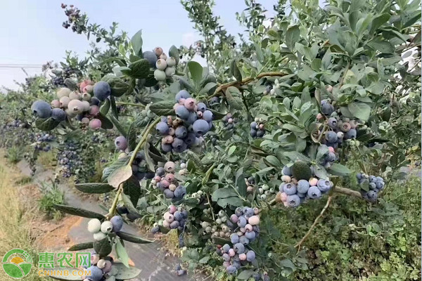 农民种植致富_农村致富种植项目_农村致富 种植