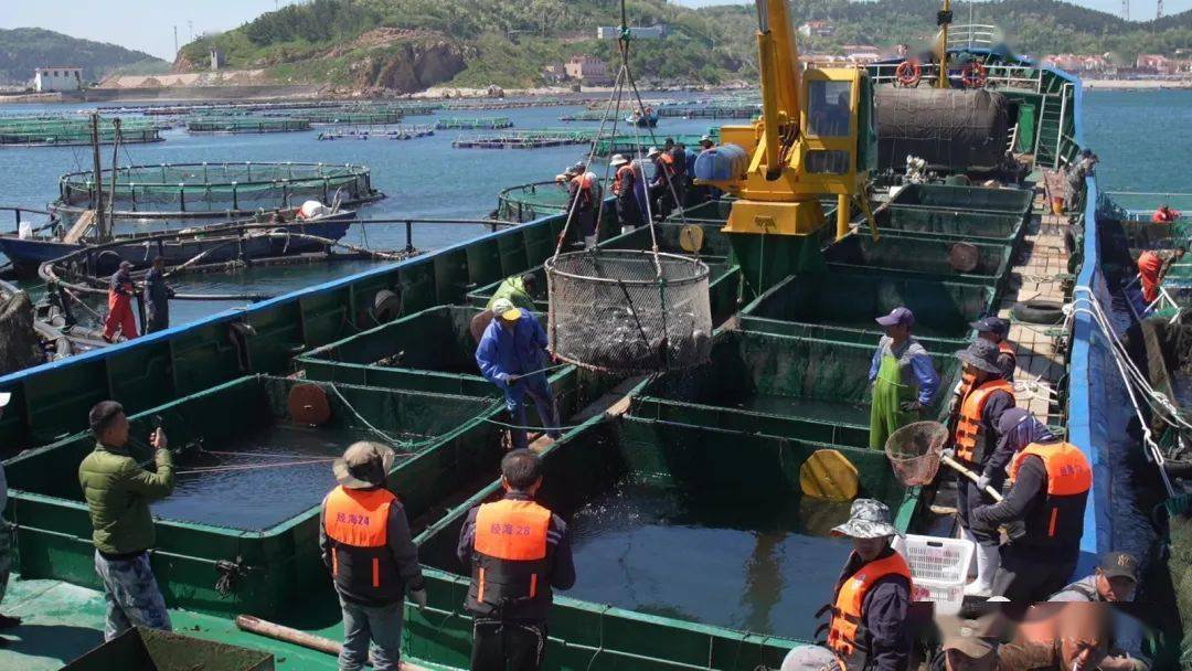 海带喂猪有什么好处_致富经海带喂猪_海带粉喂猪