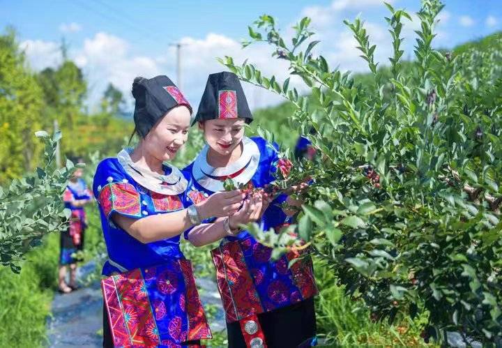 广东种植水果致富_适合广东种植的水果新品种_广东水果种植面积