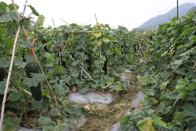 致富冬瓜种植技术视频_致富冬瓜种植_冬瓜种植效益