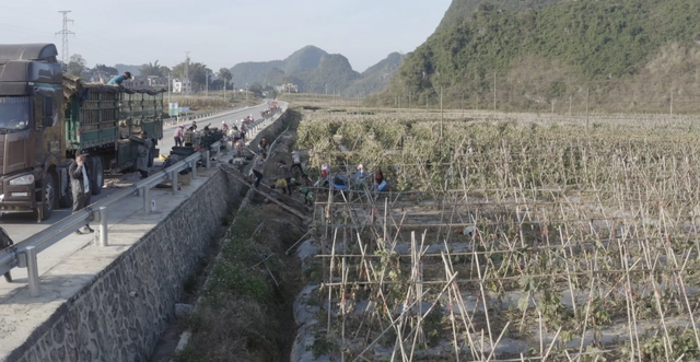 冬瓜种植效益_致富冬瓜种植_致富冬瓜种植技术视频