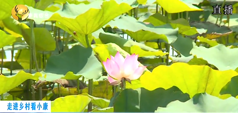 致富龙虾养殖_致富经小龙虾养殖_致富经小龙虾养殖技术视频