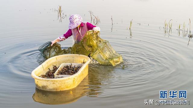 致富养殖_种植养殖致富_种养致富经