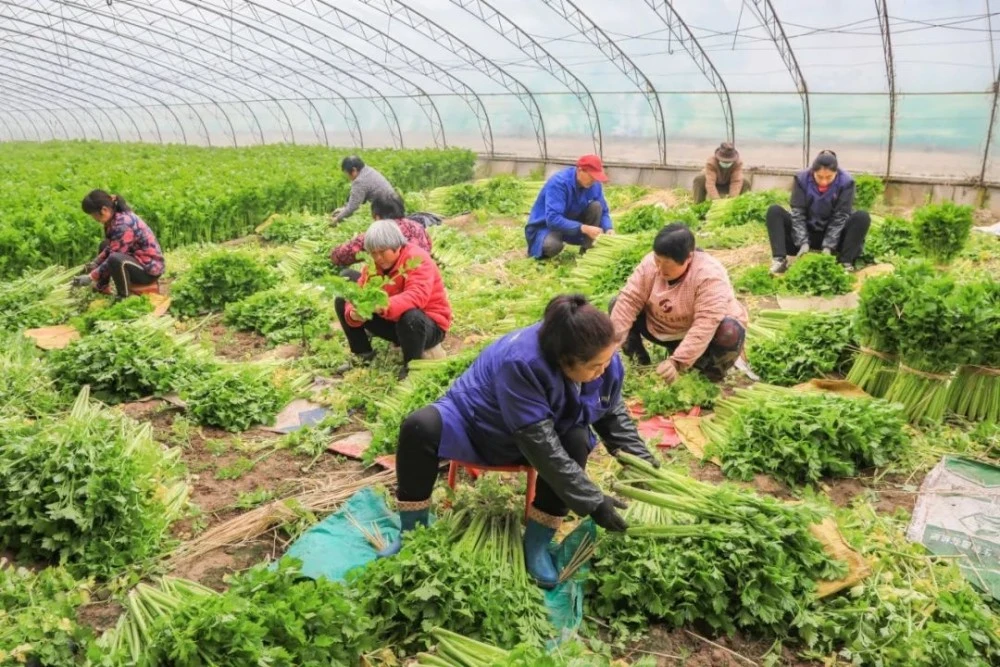 大棚养殖什么利润高_大棚种植养殖致富_养殖大棚的