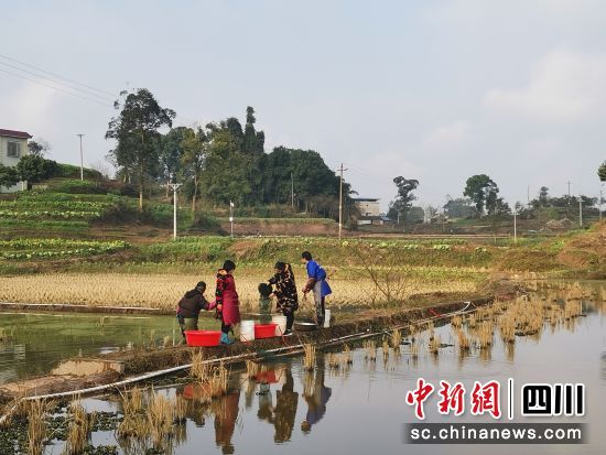 泸州泸县：双稻双虾种养模式 走宽致富路