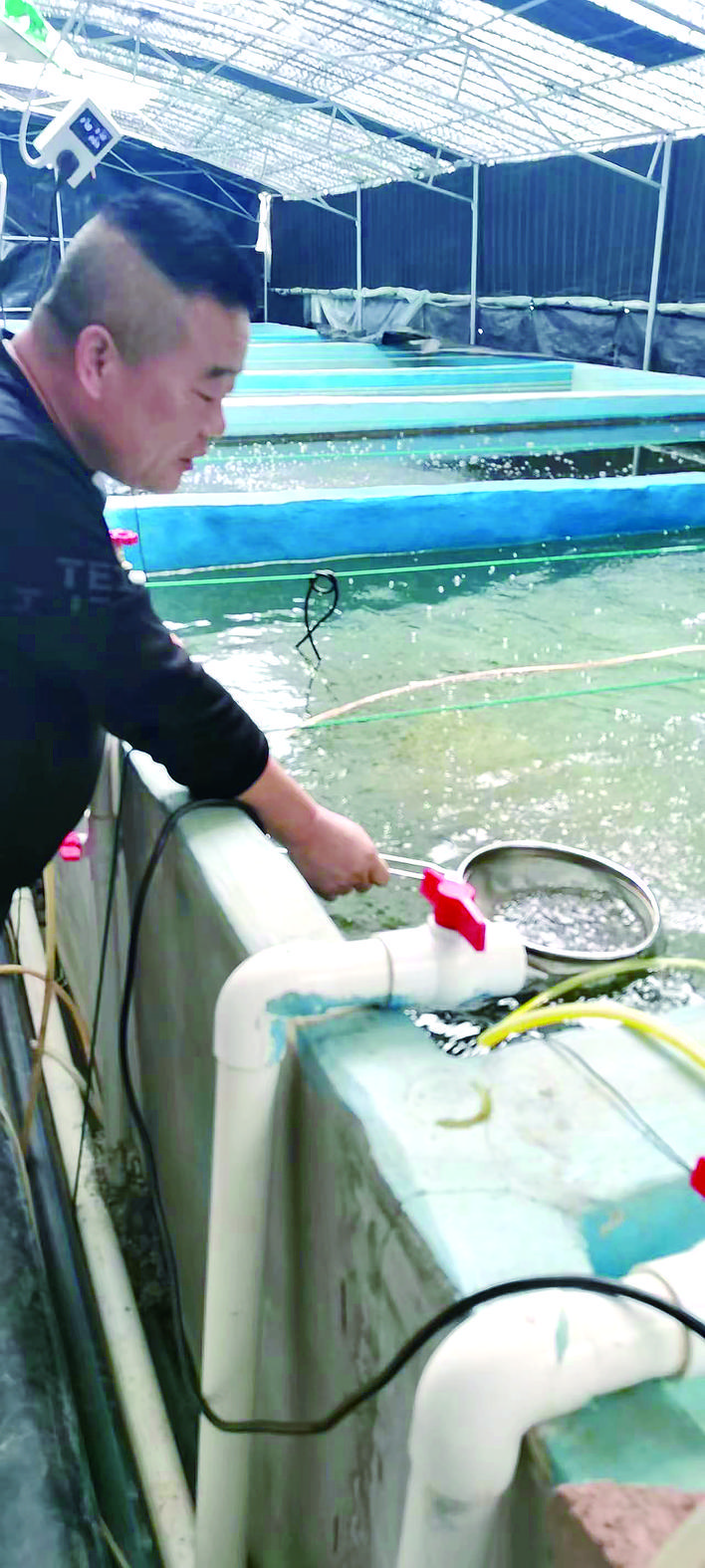 山间涌温泉 滋养“水花苗”——“山涧有鱼 乡村有道”系列报道·鲈鱼篇