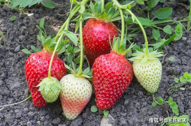 草莓种植技术｜草莓塑料大棚促成栽培温度、湿度及光照管理