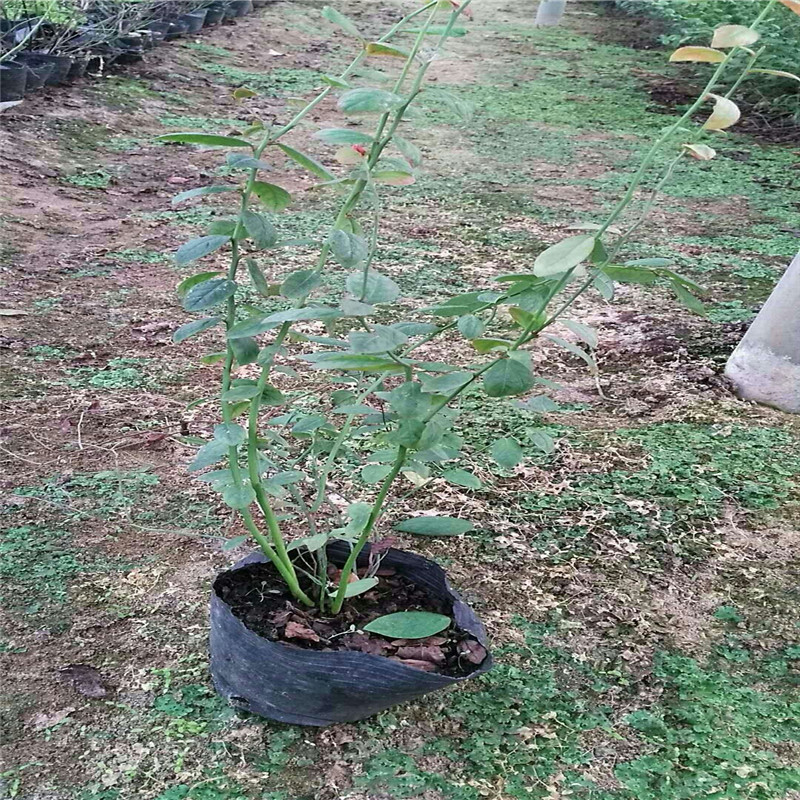 安徽大棚蓝莓苗品种大棚种植技术