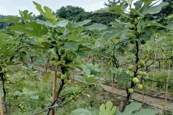 种植无花果技术要求_无花果种植技术_种植无花果技术视频