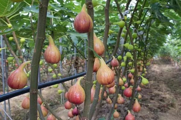 种植无花果技术视频_无花果种植技术_种植无花果技术要求