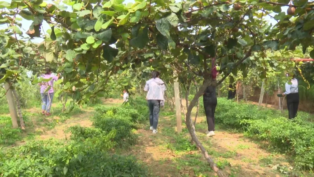 陕西渭南适合种植经济作物_渭南种植结构_渭南高山种植致富