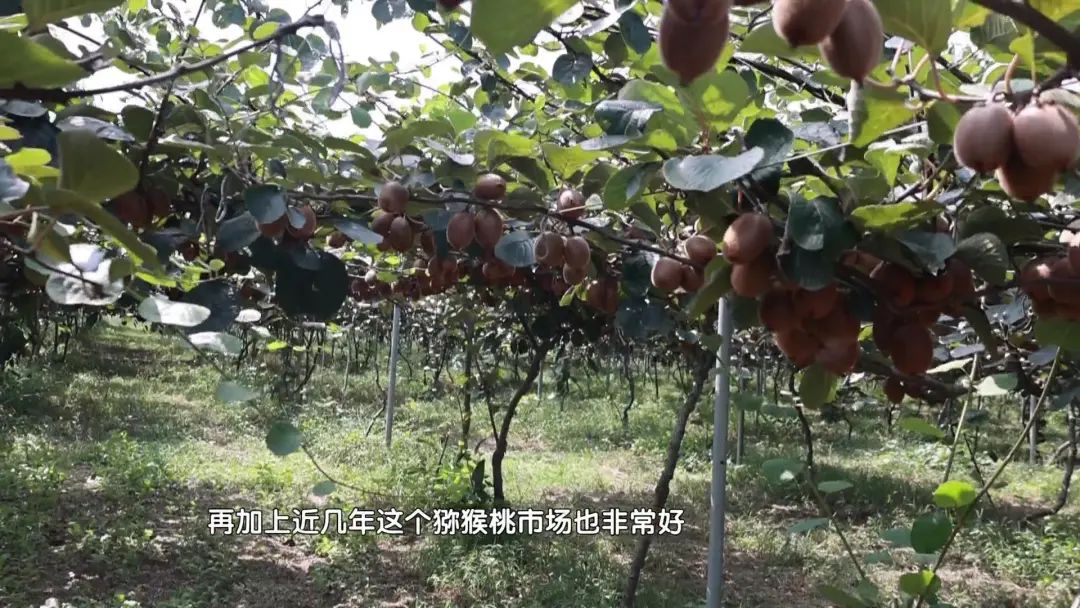 渭南种植结构_陕西渭南适合种植经济作物_渭南高山种植致富