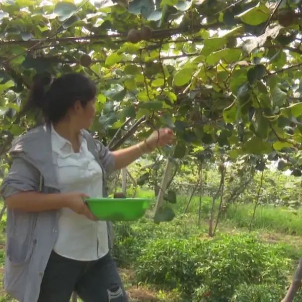 渭南种植结构_渭南高山种植致富_陕西渭南适合种植经济作物