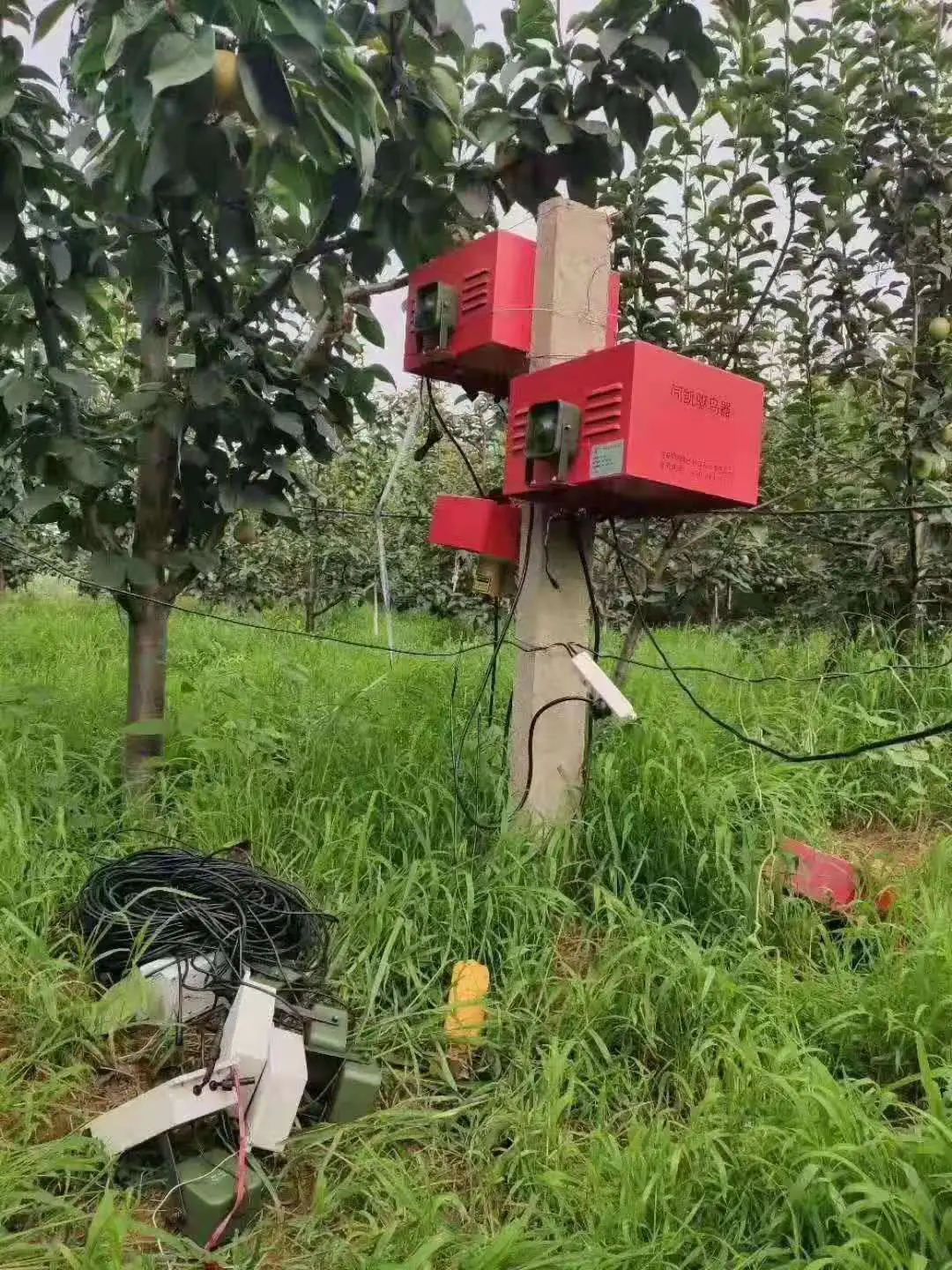 致富经南瓜喂鸡_种南瓜喂鸡_南瓜喂鸡有什么好处